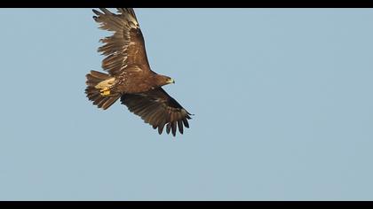 Büyük orman kartalı