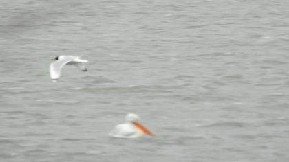 Büyük karabaş martı