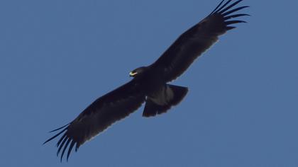 Büyük orman kartalı