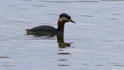 Kızılboyunlu batağan
