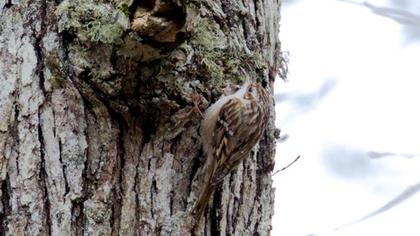 Bahçe tırmaşıkkuşu