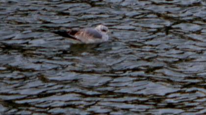 Küçük gümüş martı