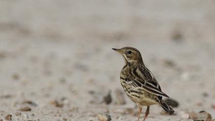 Kızılgerdanlı incirkuşu