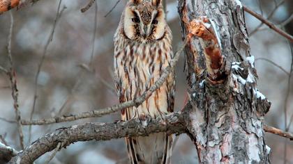 Kulaklı orman baykuşu