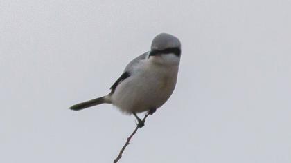 Büyük örümcekkuşu