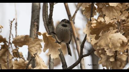 Uzunkuyruklu baştankara