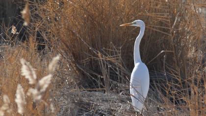 Büyük ak balıkçıl