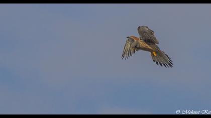 Common Kestrel
