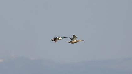 Northern Shoveler