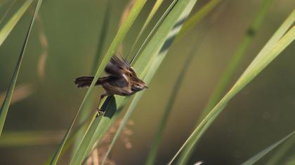 Dikkuyruklu ötleğen