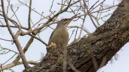 Küçük yeşil ağaçkakan