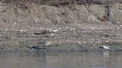 Kıyı çamurçulluğu