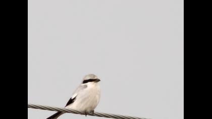 Büyük örümcekkuşu