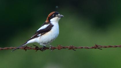 Kızılbaşlı örümcekkuşu