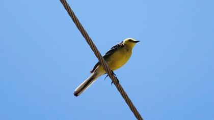 Sarıbaşlı kuyruksallayan