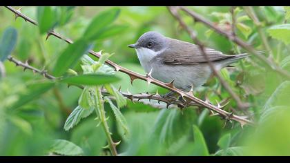Küçük akgerdanlı ötleğen