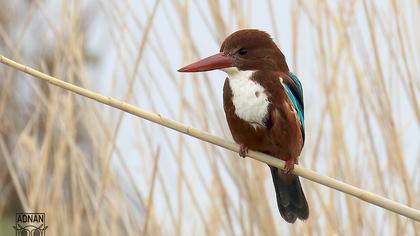 İzmir yalıçapkını
