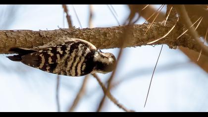 Küçük ağaçkakan