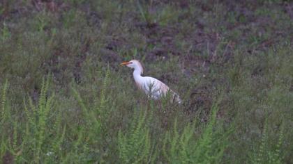 Sığır balıkçılı