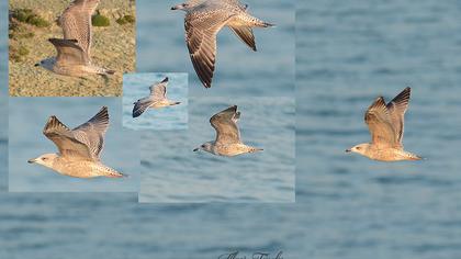 Kuzey gümüş martı