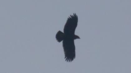 Büyük orman kartalı