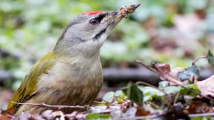 Küçük yeşil ağaçkakan
