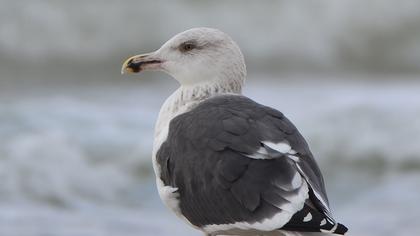 Büyük karasırtlı martı