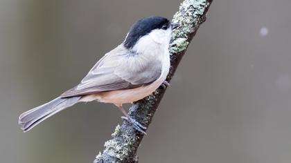 Kayın baştankarası