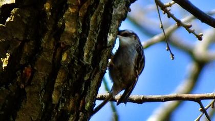 Bahçe tırmaşıkkuşu