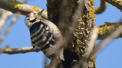 Küçük ağaçkakan
