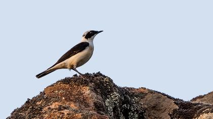 Karakulaklı kuyrukkakan