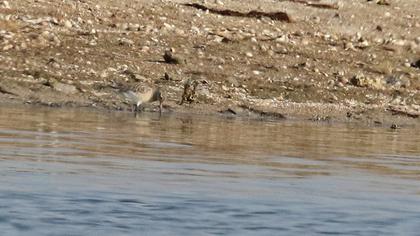 Kıyı çamurçulluğu