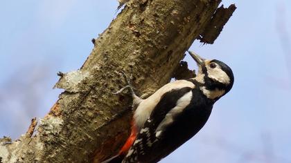 Orman alaca ağaçkakanı