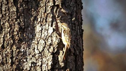 Bahçe tırmaşıkkuşu