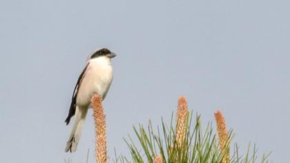 Karaalınlı örümcekkuşu