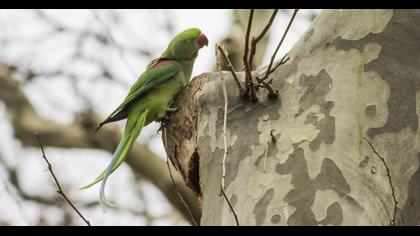 İskender papağanı