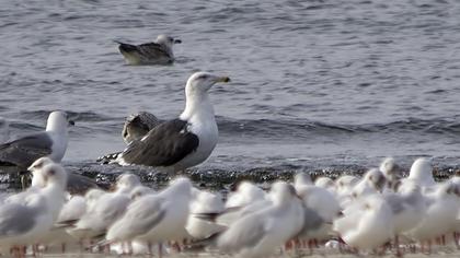 Büyük karasırtlı martı