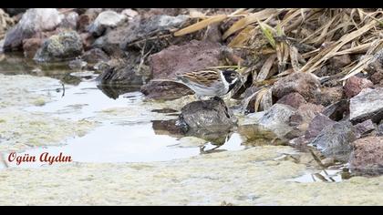 Bataklık Kirazkuşu