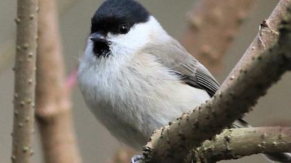 Kayın baştankarası