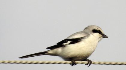 Büyük örümcekkuşu