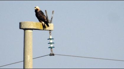 Eastern Imperial Eagle