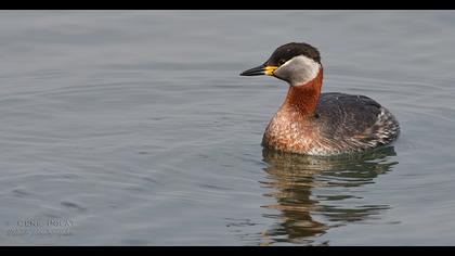 Kızılboyunlu batağan