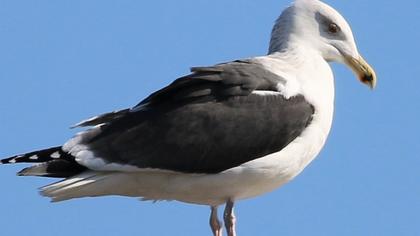 Büyük karasırtlı martı