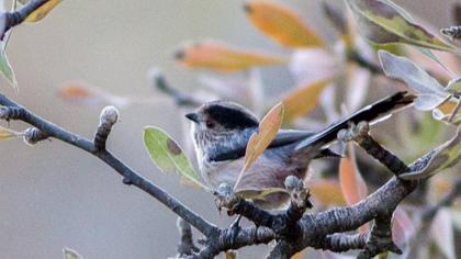 Uzunkuyruklu baştankara