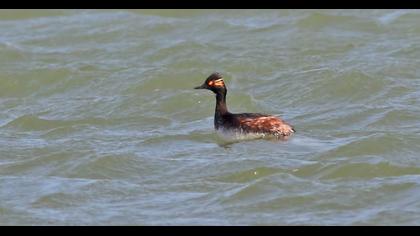 Karaboyunlu batağan