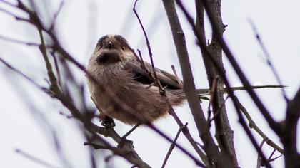 Uzunkuyruklu baştankara