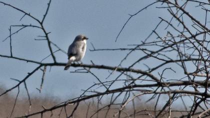 Büyük örümcekkuşu