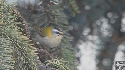 Sürmeli çalıkuşu