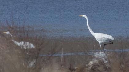 Büyük ak balıkçıl