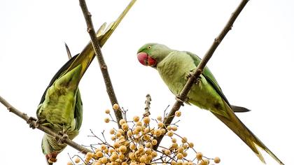 İskender papağanı